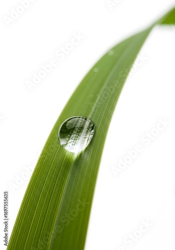 Water droplet clinging to a vibrant green blade of grass closeup