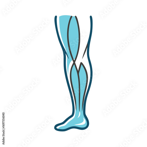 Stylized human leg illustration with muscles in flat design