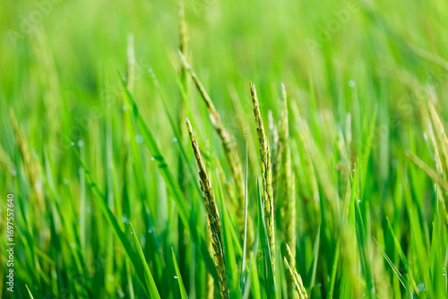 morning time farmer, Bright macro close-up of fresh green grass in a field, with individual blades swaying gently in the wind