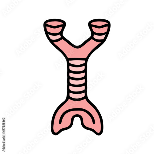 Human trachea and bronchial tubes medical graphic illustration