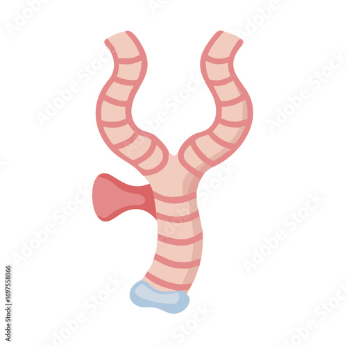 Illustration of the trachea and bronchi in cartoon style