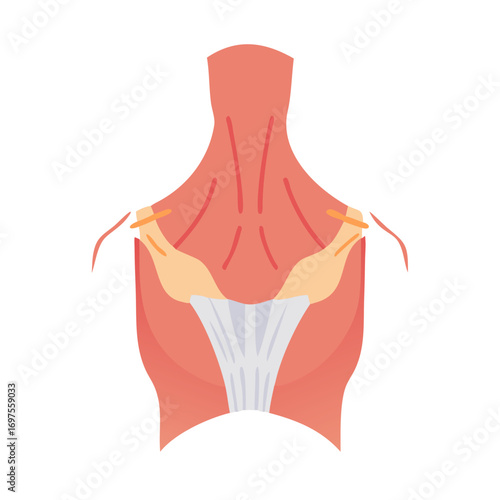 Flat illustration of human neck and shoulder muscles