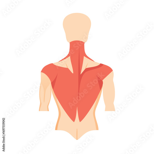 Anatomical illustration of human back muscles in flat design style