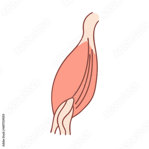 Stylized muscle illustration showing muscle fibers on a black background