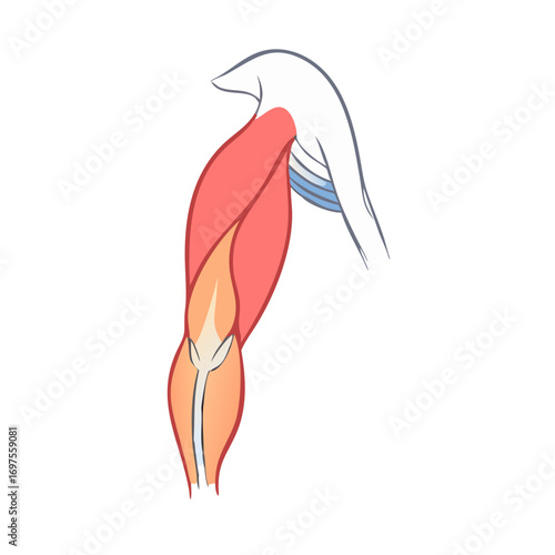 Human arm muscle anatomy illustration on a black background