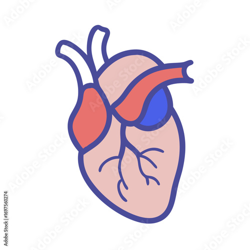 Stylized human heart illustration with outlined design and colors