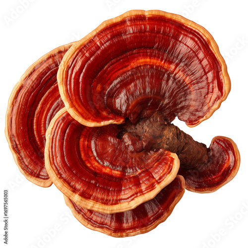 reishi mushroom on transparent png background
