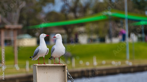 Obraz na płótnie Two silver gulls standing together on mooring post