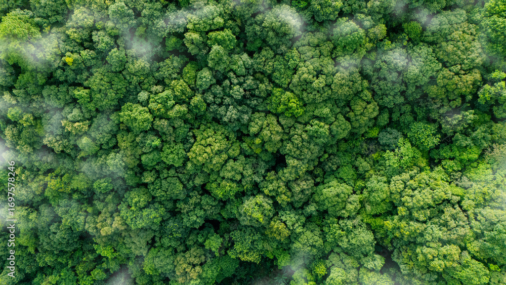 Fototapeta premium Green forest, bird's eye view of green trees in the forest. Nature of the forest full of green trees. Concept of carbon neutrality and net zero emissions for a sustainable green environment.