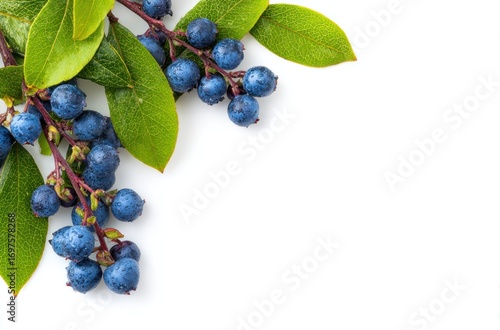 Cluster of fresh, ripe blueberries with green leaves, isolated against a white background, showing healthy food