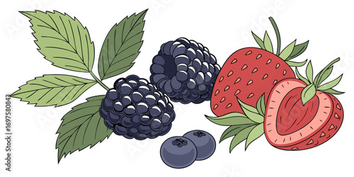 A high-resolution image of assorted fresh berries and green leaves arranged on a white background. The berries include blackberries, raspberries, blueberries, and strawberries, all appearing plump and