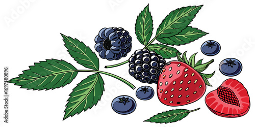 A high-resolution image of assorted fresh berries and green leaves arranged on a white background. The berries include blackberries, raspberries, blueberries, and strawberries, all appearing plump and