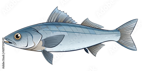A high-resolution, photorealistic image of a whole European sea bass (Dicentrarchus labrax) isolated on a clean white background. The fish has silvery, metallic scales with a slightly darker bluish-gr
