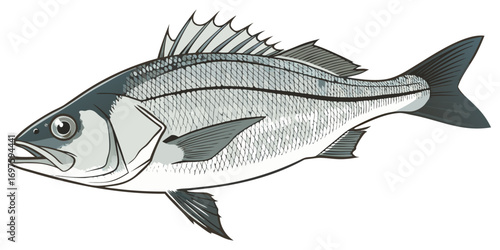 A high-resolution, photorealistic image of a whole European sea bass (Dicentrarchus labrax) isolated on a clean white background. The fish has silvery, metallic scales with a slightly darker bluish-gr
