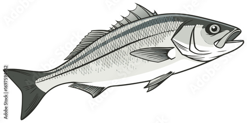A high-resolution, photorealistic image of a whole European sea bass (Dicentrarchus labrax) isolated on a clean white background. The fish has silvery, metallic scales with a slightly darker bluish-gr