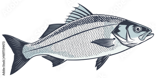 A high-resolution, photorealistic image of a whole European sea bass (Dicentrarchus labrax) isolated on a clean white background. The fish has silvery, metallic scales with a slightly darker bluish-gr