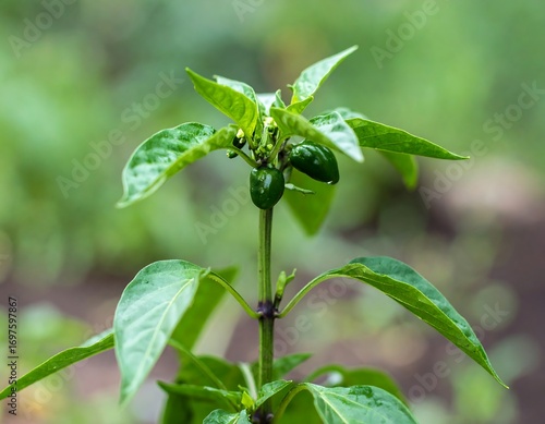 Green pepper plant with small peppers