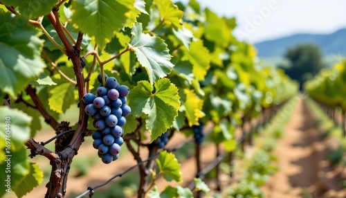 Wallpaper Mural Closeup Grapevine with Clusters Grapes Torontodigital.ca