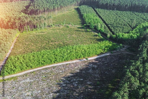 Canvastavla Drone Shot of New Trees Growing in Replanted Forest