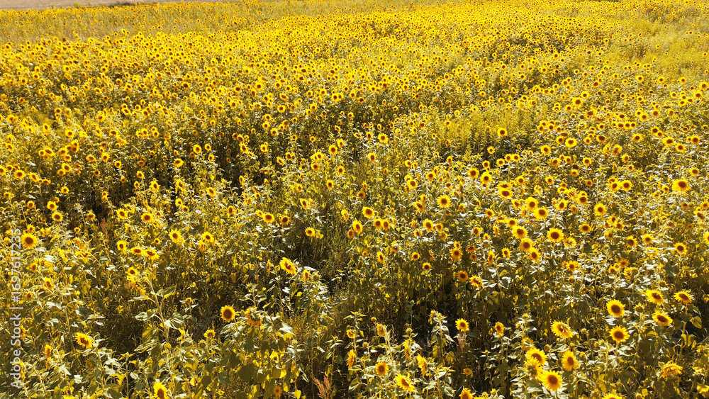 Obraz premium Lush green field covered with fully blooming yellow sunflowers