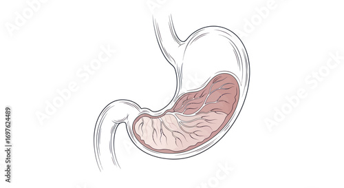 Detailed anatomical illustration of the human stomach internal structure and veins for medical