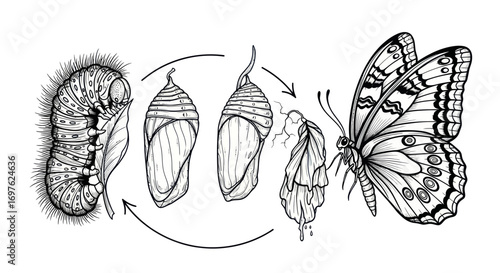 Detailed illustration showcasing the transformative stages of a butterfly's lifecycle process