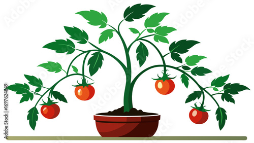 Vector illustration of a potted tomato plant with ripe red tomatoes