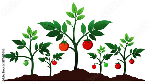 Illustration of tomato plants growing in soil with ripe and unripe fruit