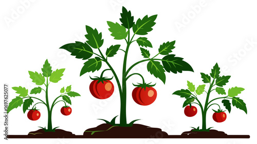 Three tomato plants growing ripe red tomatoes in soil