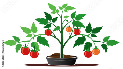 Healthy tomato plant growing ripe red and orange fruits in a pot