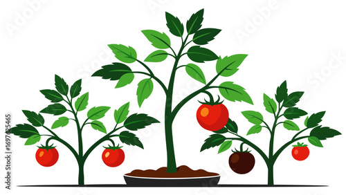 Illustration of tomato plants with ripe red and dark tomatoes