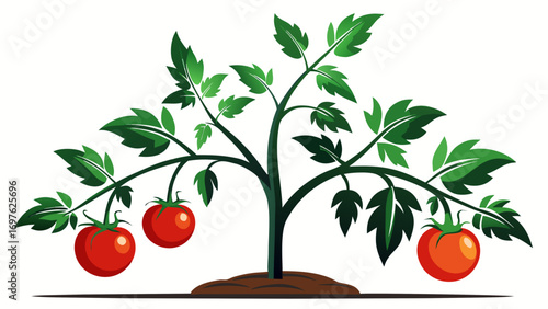 Illustration of a healthy tomato plant with ripe red tomatoes