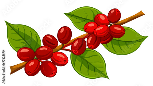 Red coffee cherries on a branch with green leaves