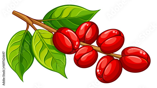 Vibrant red coffee cherries on a branch with green leaves