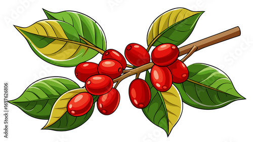Red coffee cherries on a branch with green and yellow leaves