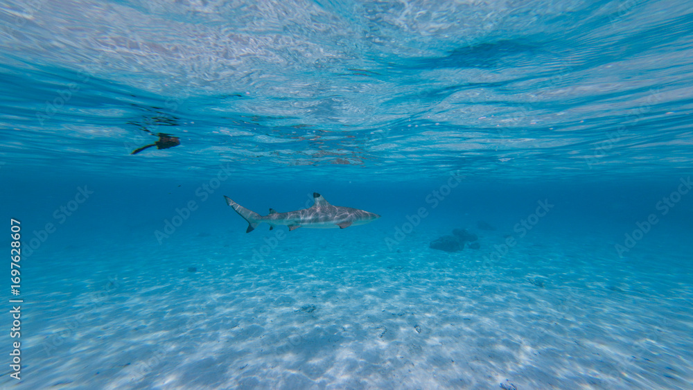 Obraz premium Blacktip Reef Shark in a Tropical Lagoon