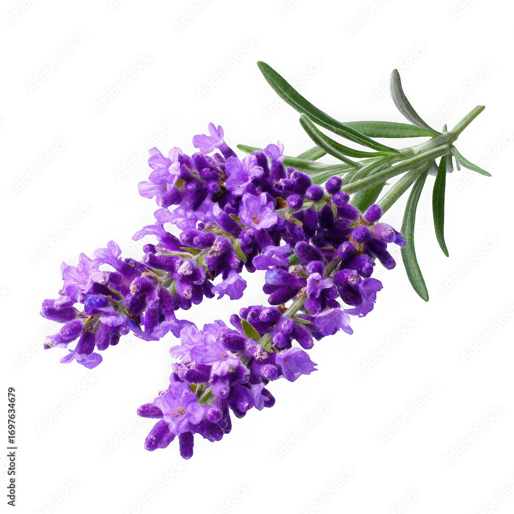 Obraz premium Aromatic lavender sprig with purple flowers isolated transparent background herb floral on white background