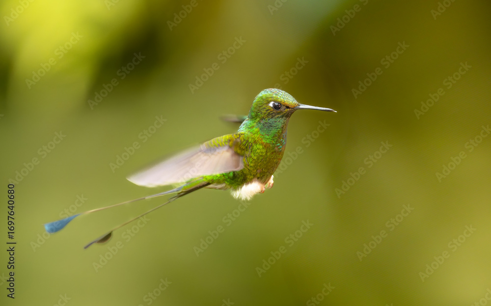Fototapeta premium Grünscheitel-Flaggensylphe (Ocreatus underwoodii) oder Flaggensylphe