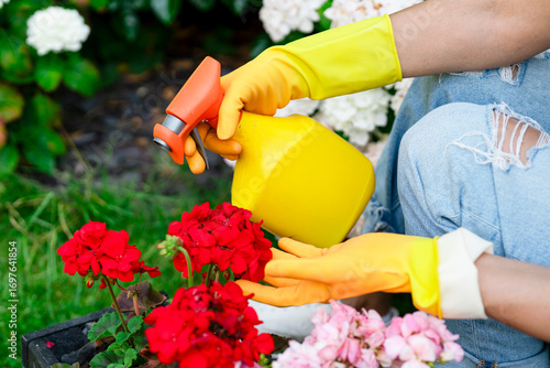 Tableau sur toile Gardening enthusiast tending to vibrant red flowers while using a spray bottle t