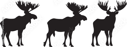 Three majestic moose silhouettes with antlers standing against a white background
