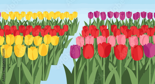 Vibrant Tulip Fields Blooming Under Bright Sky Spring Abundance