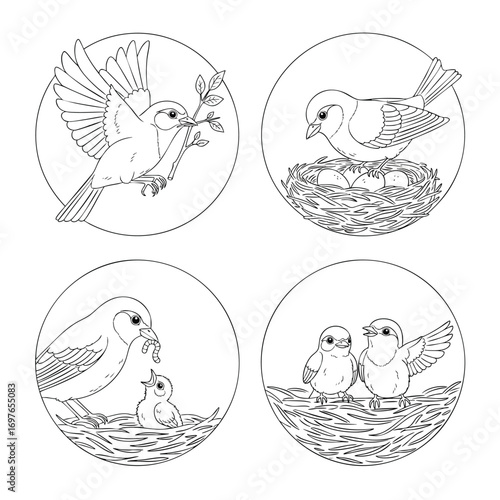 A charming set of four circular line art illustrations depicting a birds family life cycle from nest building to raising chicks.