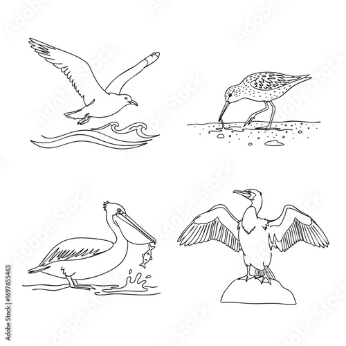 A collection of four handdrawn seabird illustrations a flying gull foraging sandpiper pelican with a fish and a cormorant.