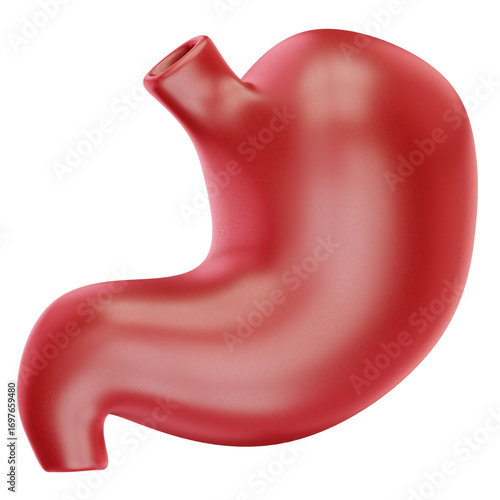 Human Stomach
