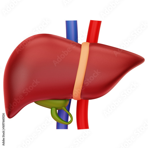 Liver