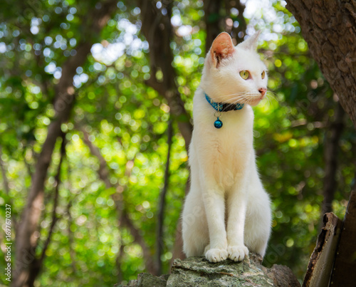 A white cat with a blue collar and a small bell is standing on a rock or some kind of structure, surrounded by lush green trees.