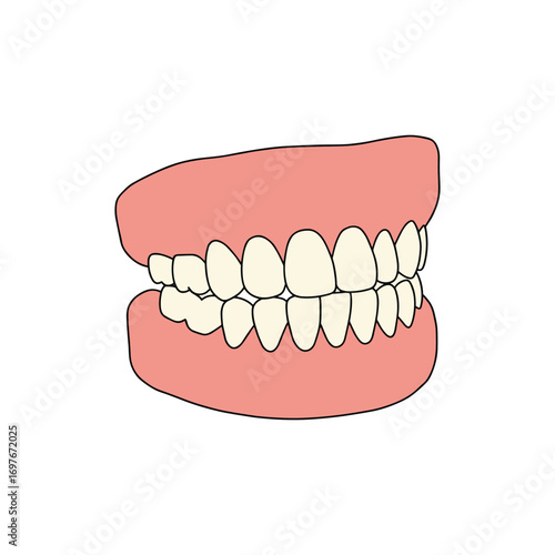 Hand-drawn cartoon dentures illustration with white teeth and pink gums – stock vector flat illustration