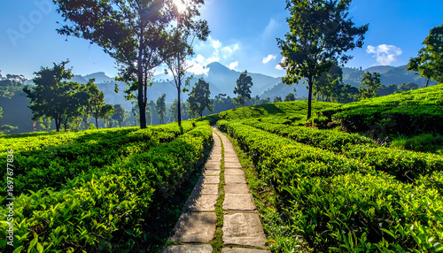 Pathway Through Lush Tea Garden in Sylhet, Bangladesh under Bright Daylight