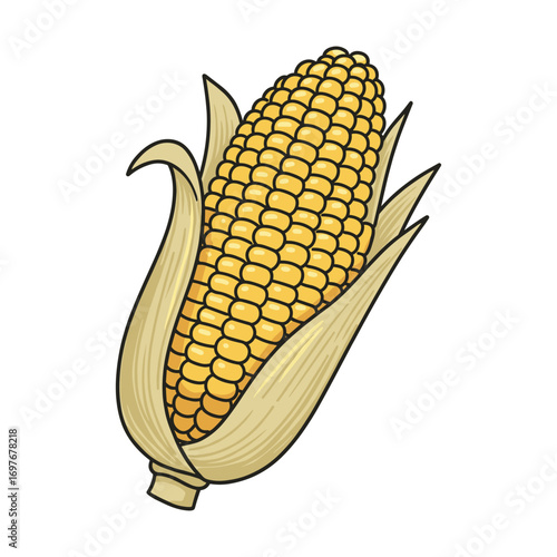 Illustration of a fresh ear of corn with husk – stock vector flat illustration