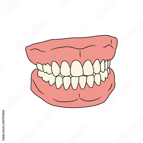 Illustrated set of human teeth and gums – stock vector flat illustration